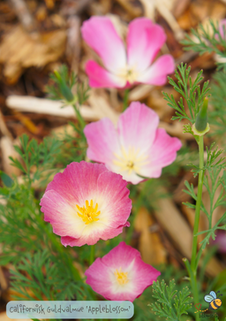 Valmue - Eschscholzia californica 'Appleblossom'