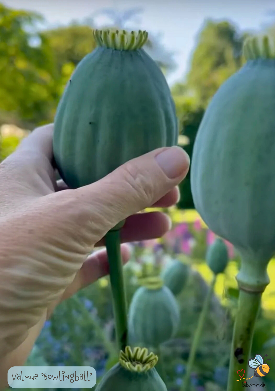 Valmuen 'Bowling Ball' (Papaver somniferum)