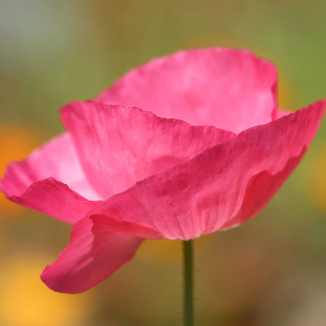 Shirley valmue mix, enkeltblomstret - Papaver rhoeas &