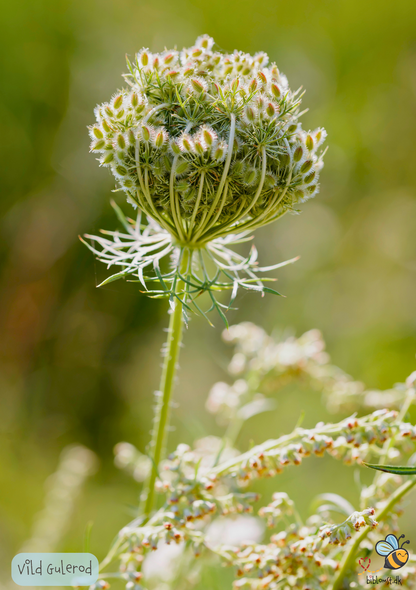 Vild gulerod -  Daucus carota subsp. carota