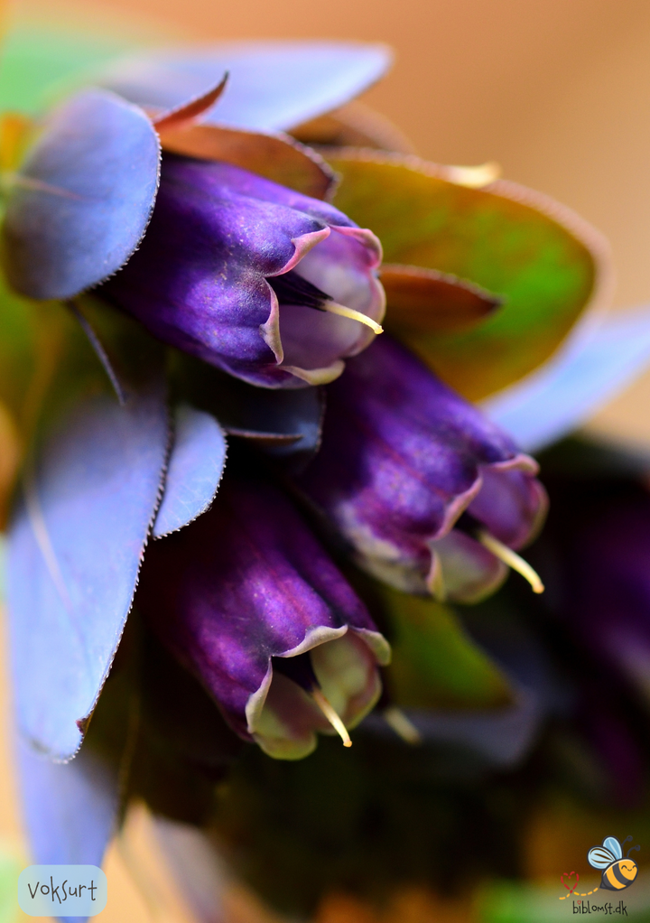 Voksurt - Cerinthe major 'Purpurascens'
