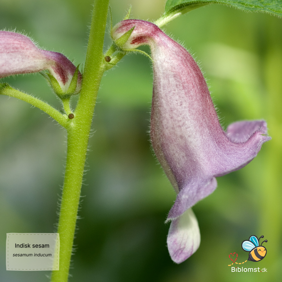 Sesam - sesamum indicum L.