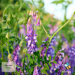 Musevikke – Vicia cracca