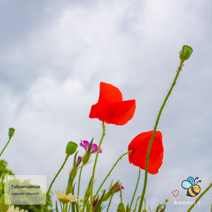 Tulipanvalmue - papaver glaucum