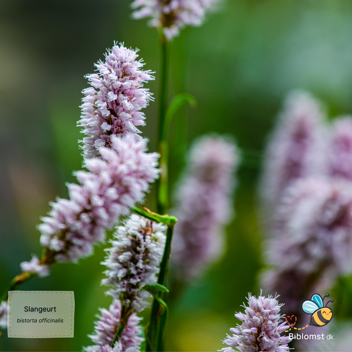 Slangeurt - Bistorta officinalis