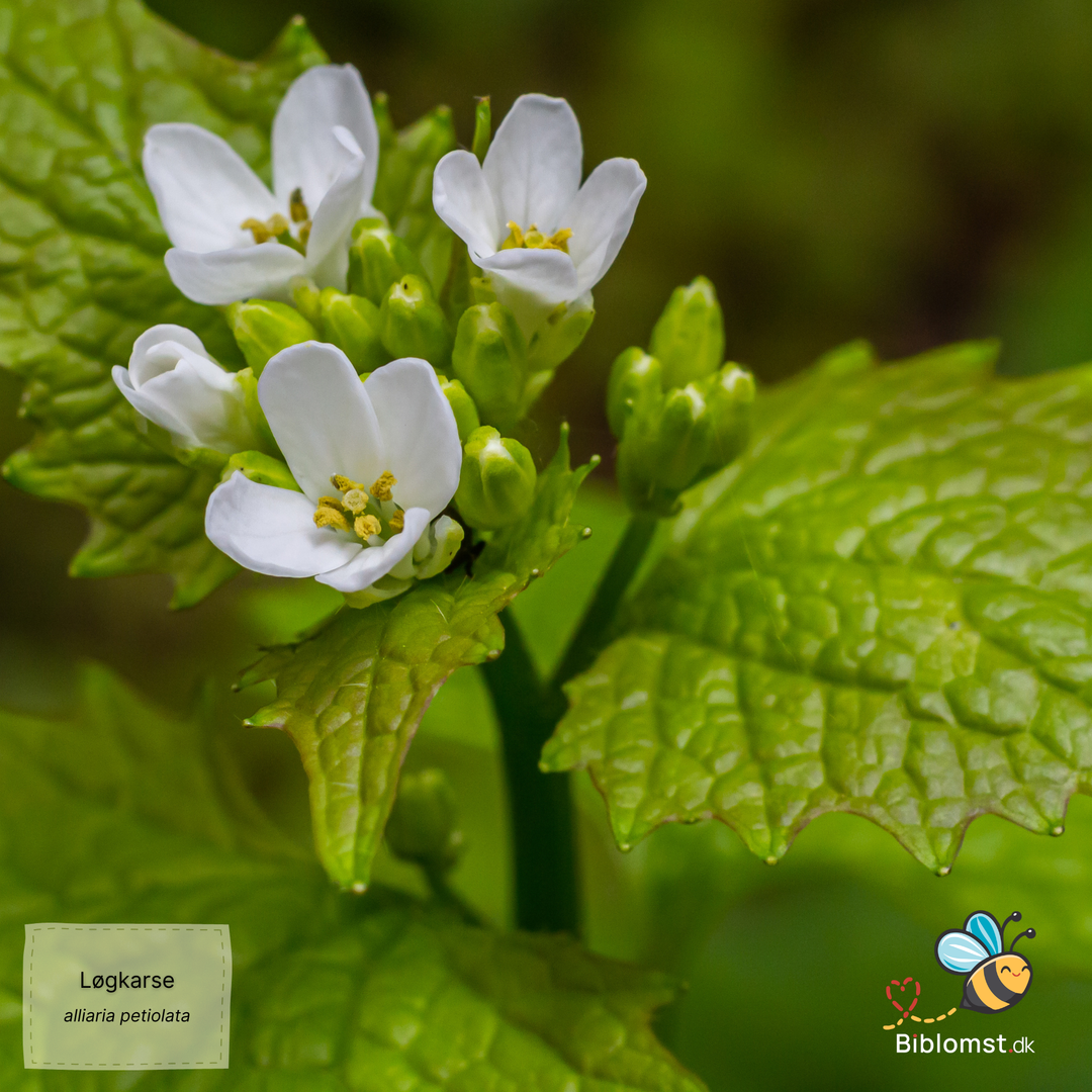 Løgkarse – Alliaria petiolata