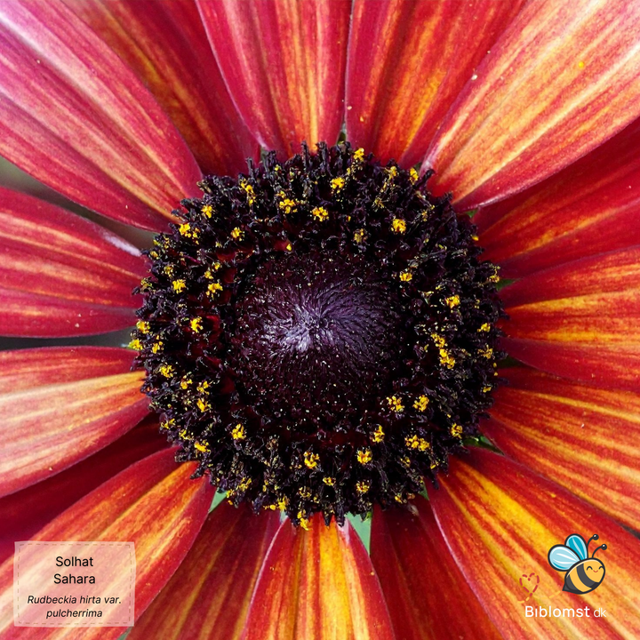 Solhat 'Sahara' - Rudbeckia hirta var. pulcherrima