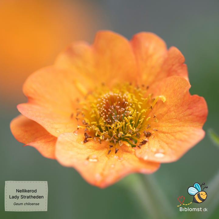 Nellikerod - Lady Stratheden - Geum chiloense