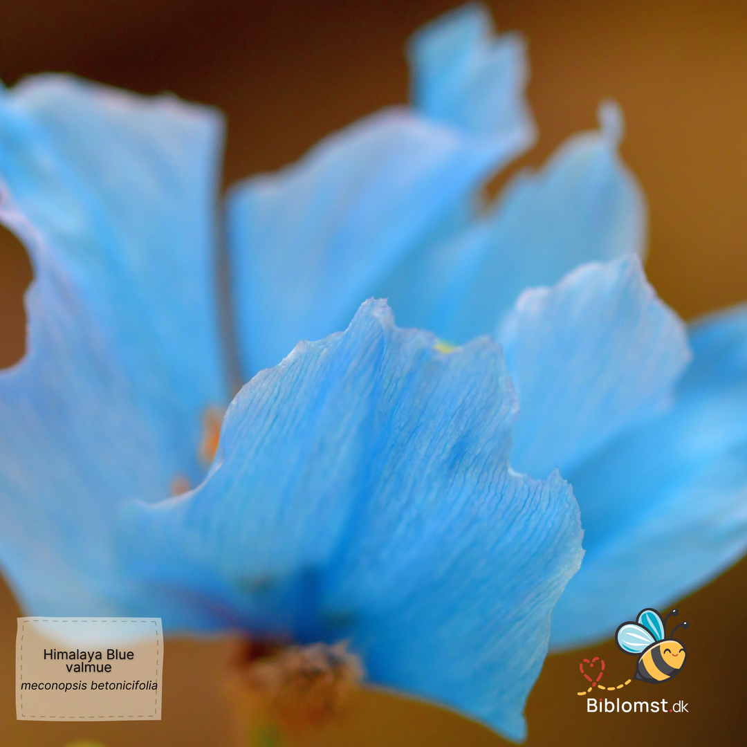 Himalayan blue valmue - Meconopsis betonicifolia