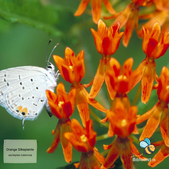 Silkeplante Orange - butterfly weed (asclepias tuberosa)