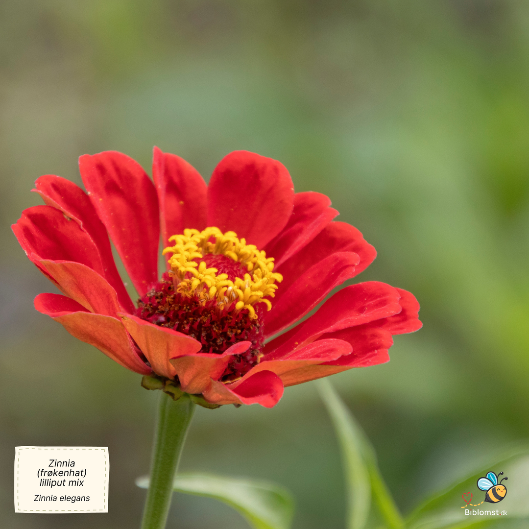 Zinnia &