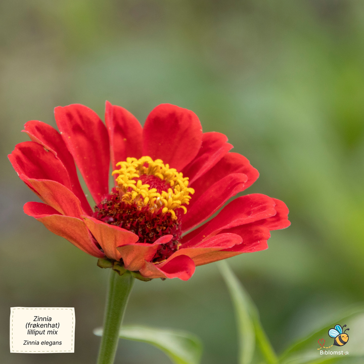 Zinnia &