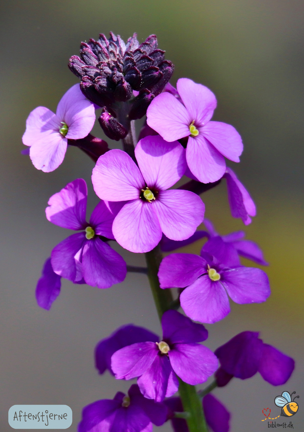 Aftenstjerne - Hesperis matronalis