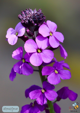Natviol - Hesperis matronalis