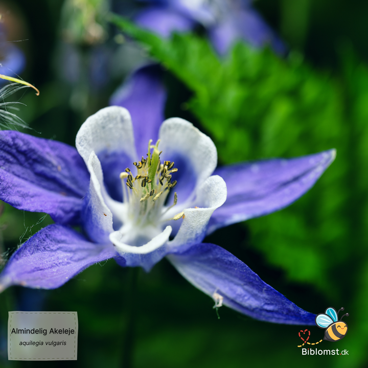 Almindelig akeleje – Aquilegia vulgaris