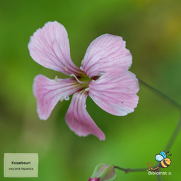 Kosæbeurt - Saponaria vaccaria