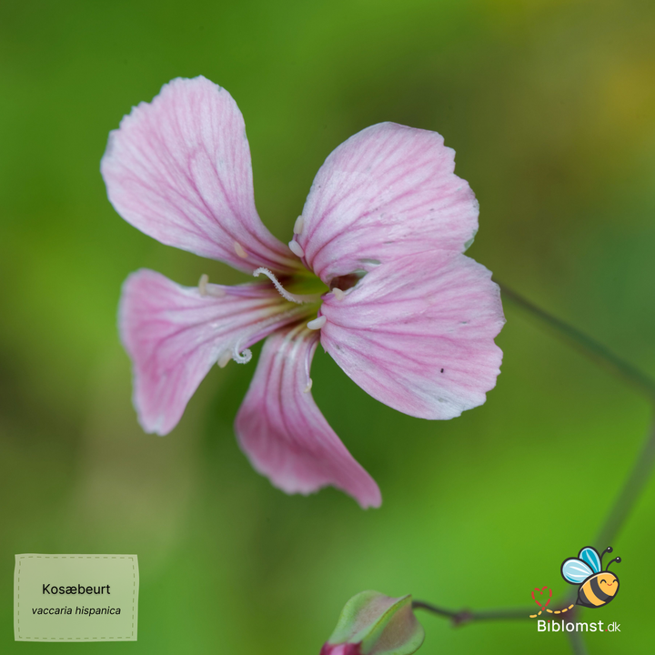 Kosæbeurt - saponaria vaccaria