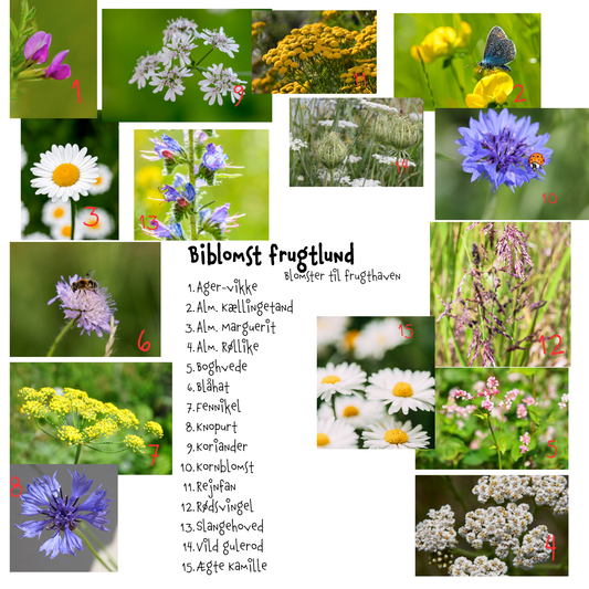 Biblomst Frugtlund – blomster til frugthaven