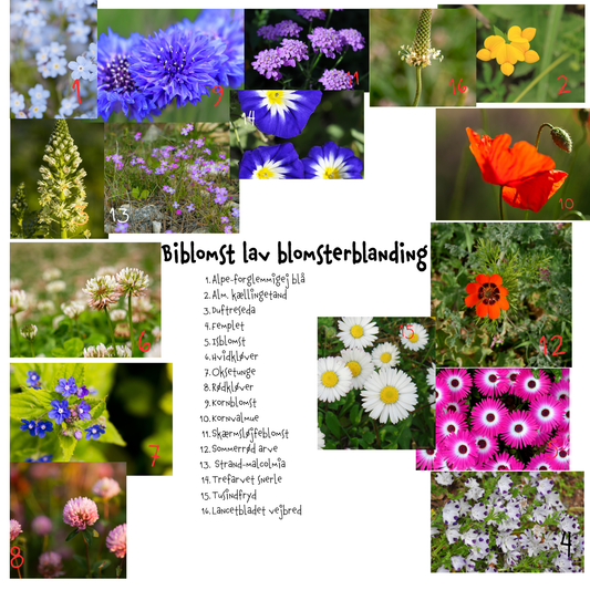 Biblomst lav blomsterblanding