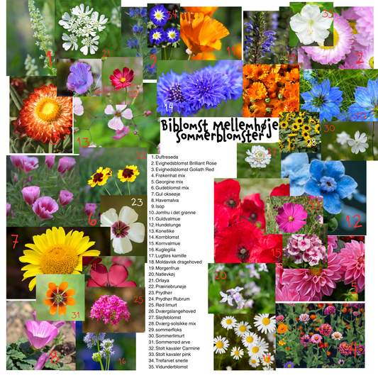Biblomst mellemhøje sommerblomster - 35 forskellige