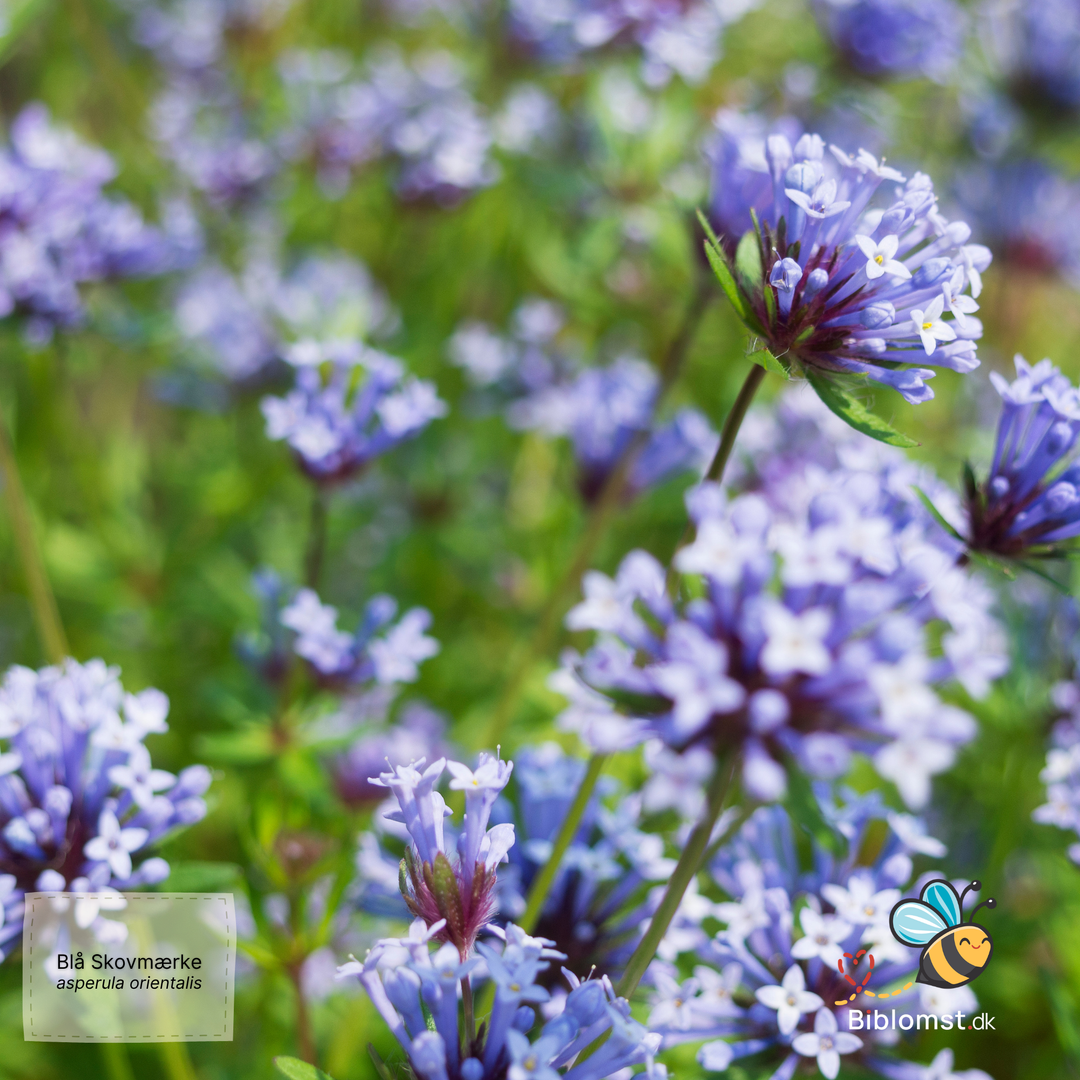 Blå skovmærke – Asperula orientalis