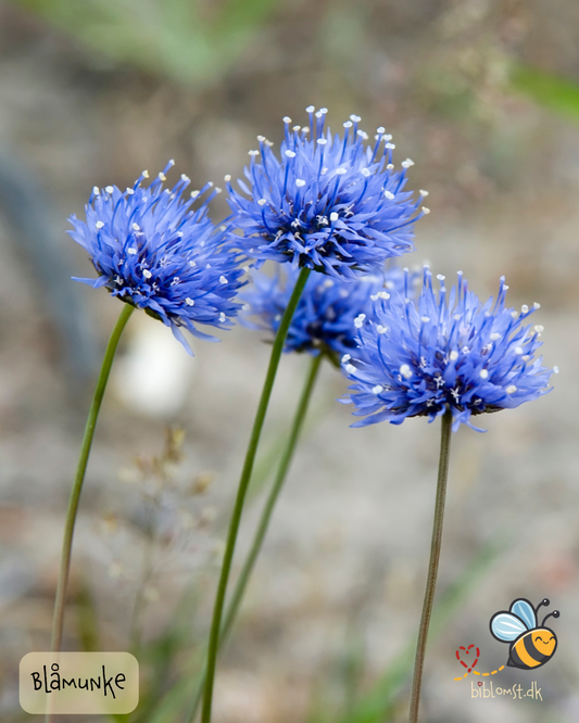 Blåmunke - jasione laevis