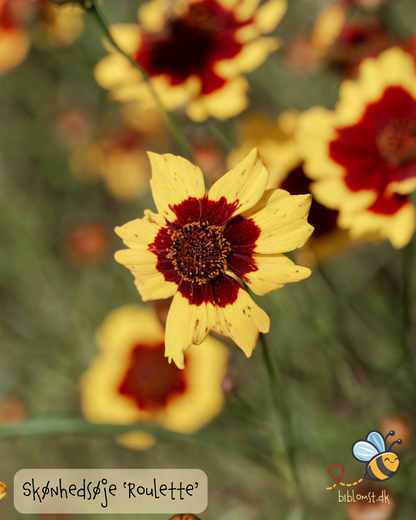 Skønhedsøje - Coreopsis 'Roulette´