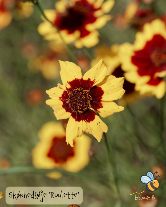 Skønhedsøje - Coreopsis 'Roulette´