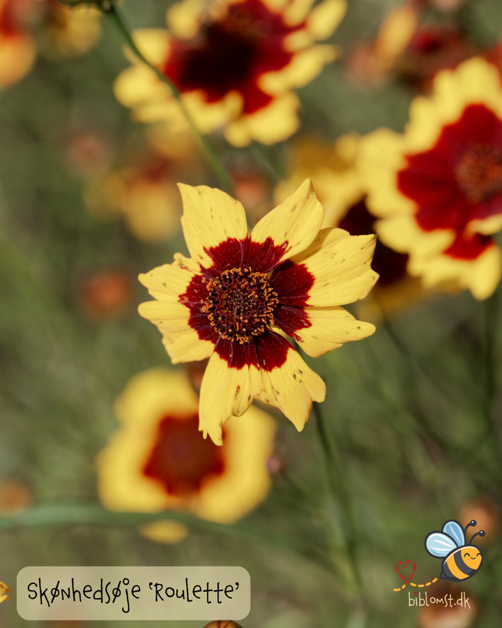Skønhedsøje - Coreopsis 'Roulette´