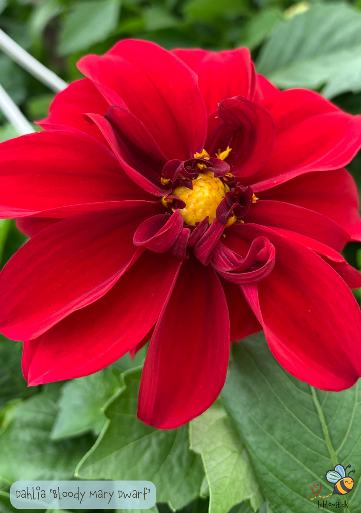 Dahlia pinnata 'Bloody Mary Dwarf'