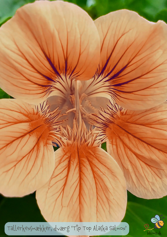 Dværg Tallerkensmækker - Tropaeolum minus 'Tip Top Alaska Salmon'