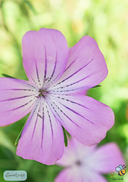 Himmelrose – Lychnis coeli-rosa