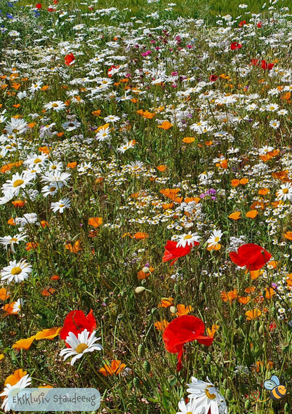 Eksklusiv Staudeeng - Blomster i haven hvert år fremover