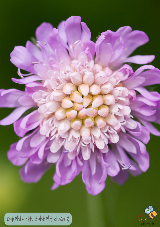 Enkeblomst. Dobbelt dværg- mix - scabiosa atropurpurea