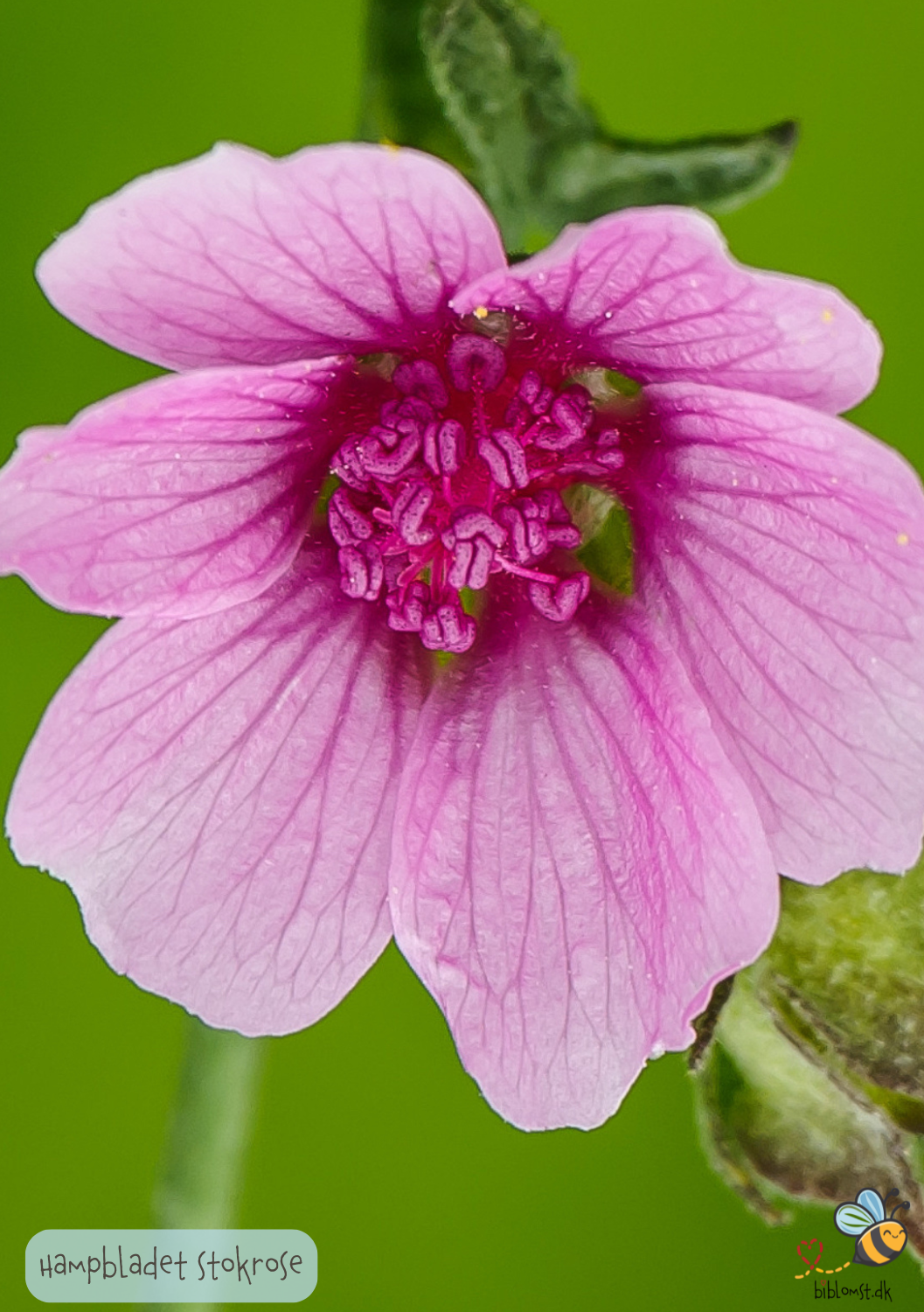 Hampbladet stokrose - Althaea cannabina