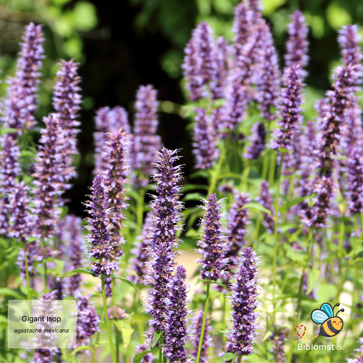 Isop Gigant - Agastache mexicana