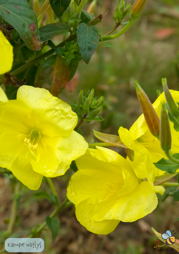 Kæmpe-Natlys – Oenothera glazioviana