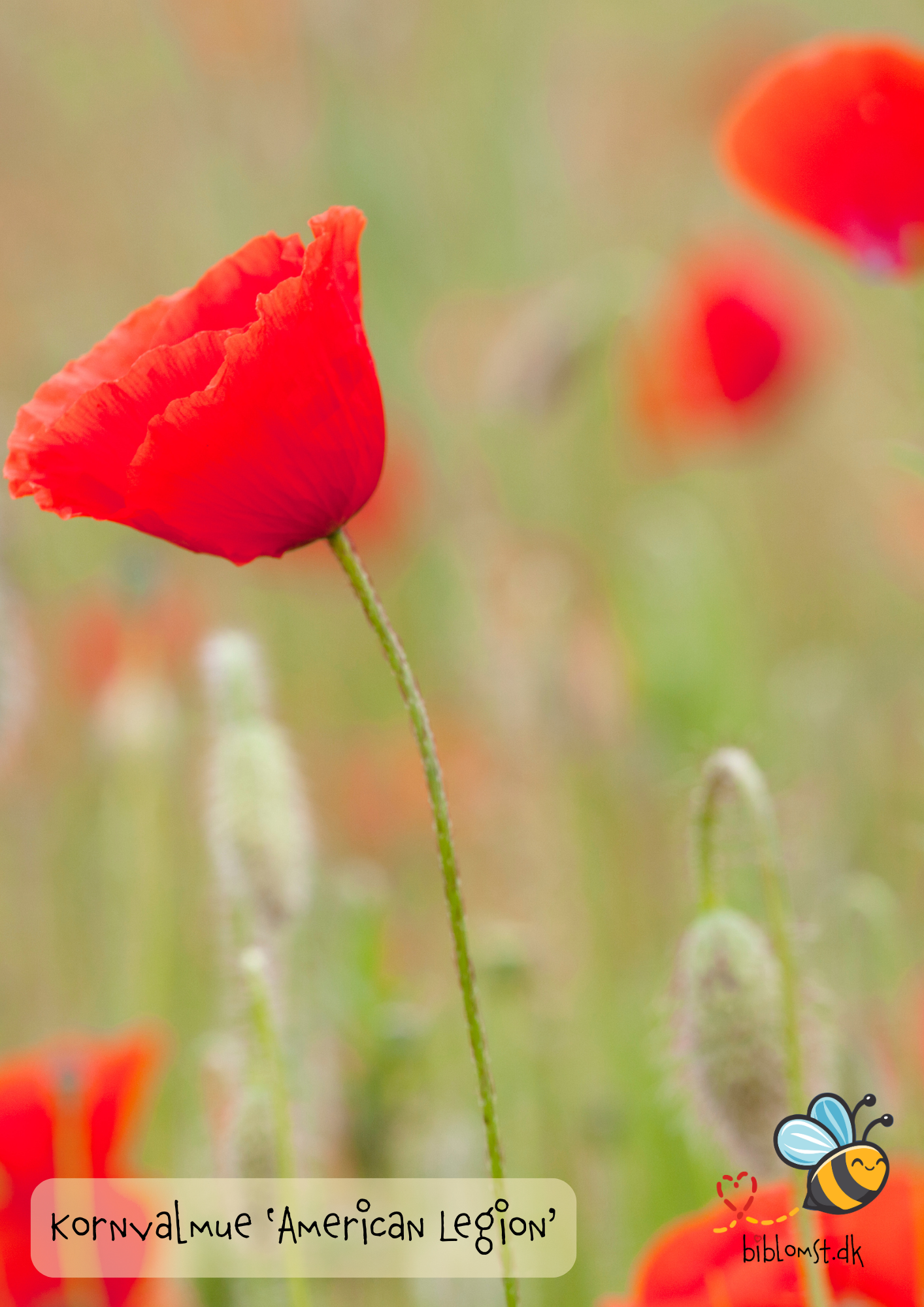 Kornvalmue ‘American Legion’ – Papaver rhoeas