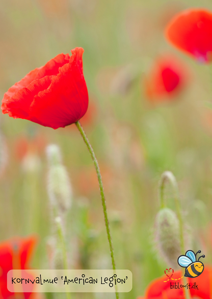 Kornvalmue ‘American Legion’ – Papaver rhoeas