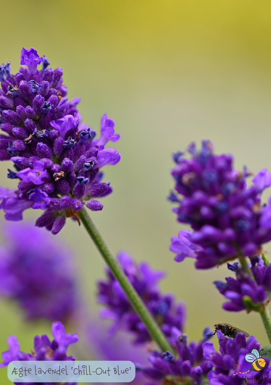 Lavendel 'Chill-Out Blue' - Lavandula angustifolia