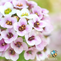 Biblomme 'Crystal Mixture' – Lobularia maritima