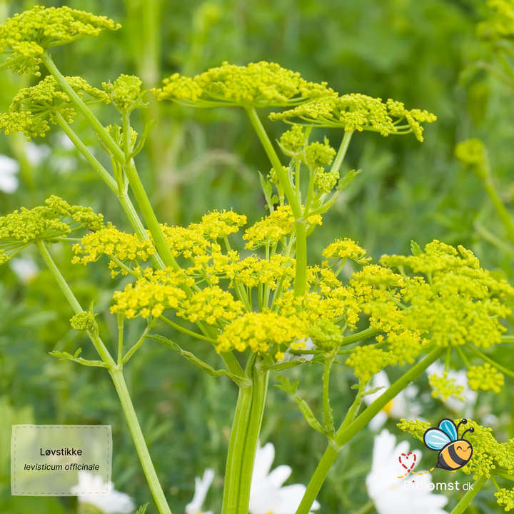 Løvstikke – Levisticum officinale