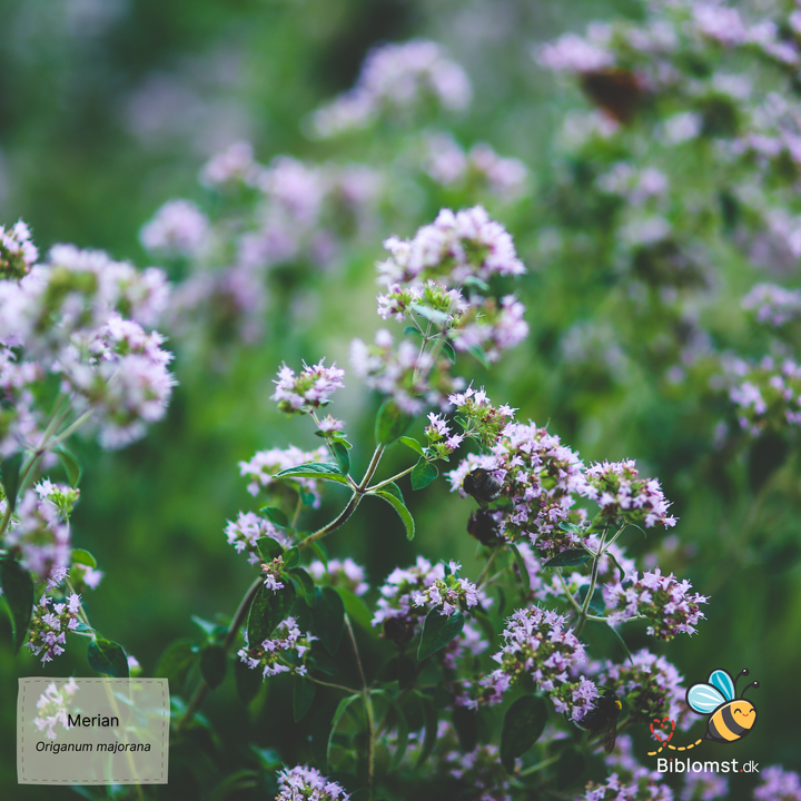 Merian - Origanum majorana