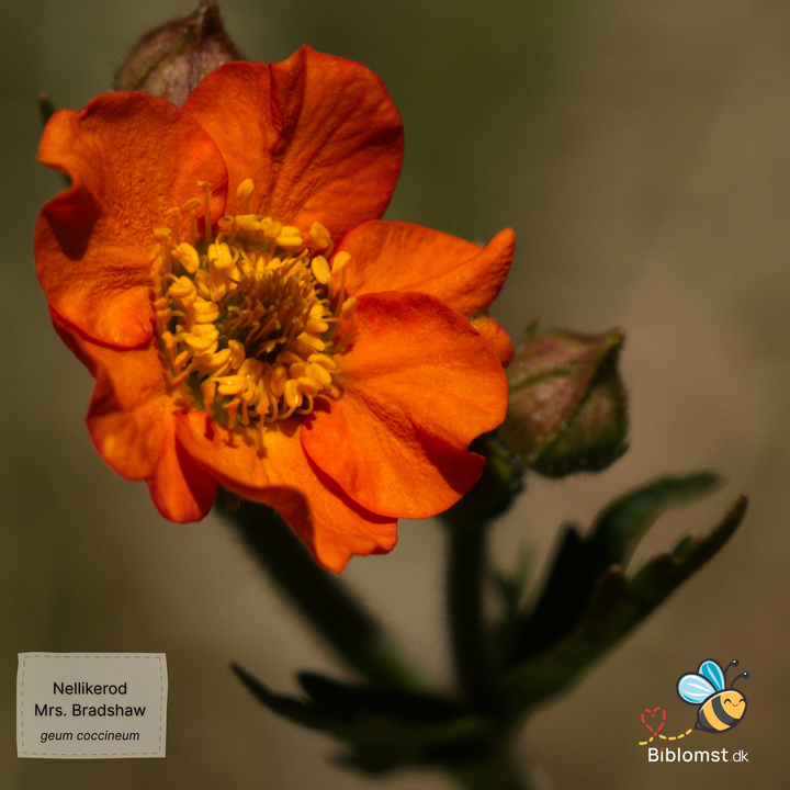 Nellikerod - mrs Bradshaw - geum chiloense