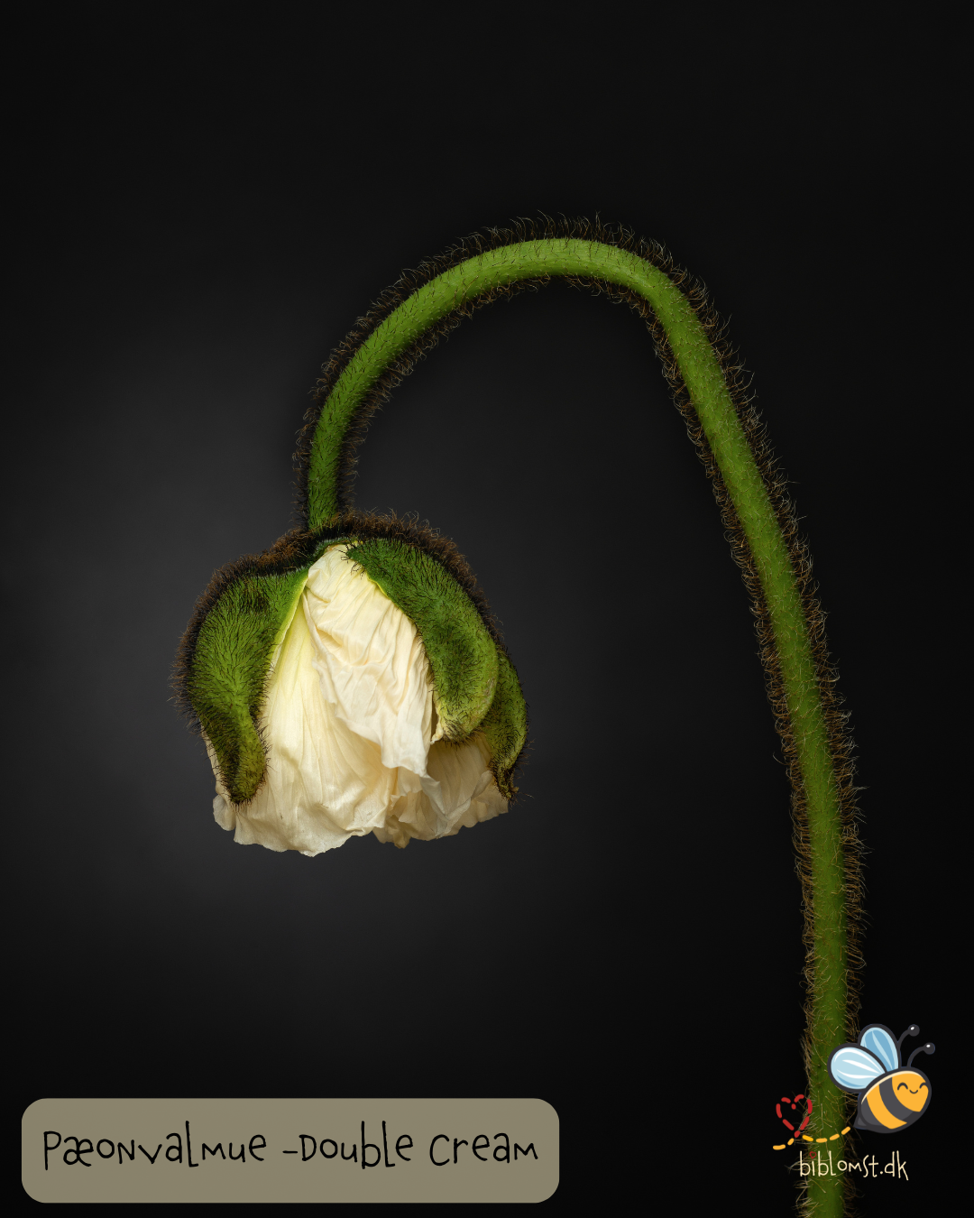 Pæonvalmue 'Double Cream' - Papaver paeoniflorum