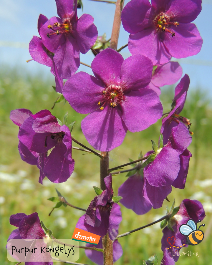 Purpur Kongelys - Verbascum phoeniceum (Biodynamisk)