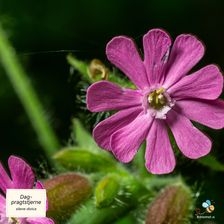 Dag-pragtstjerne - Silene dioica