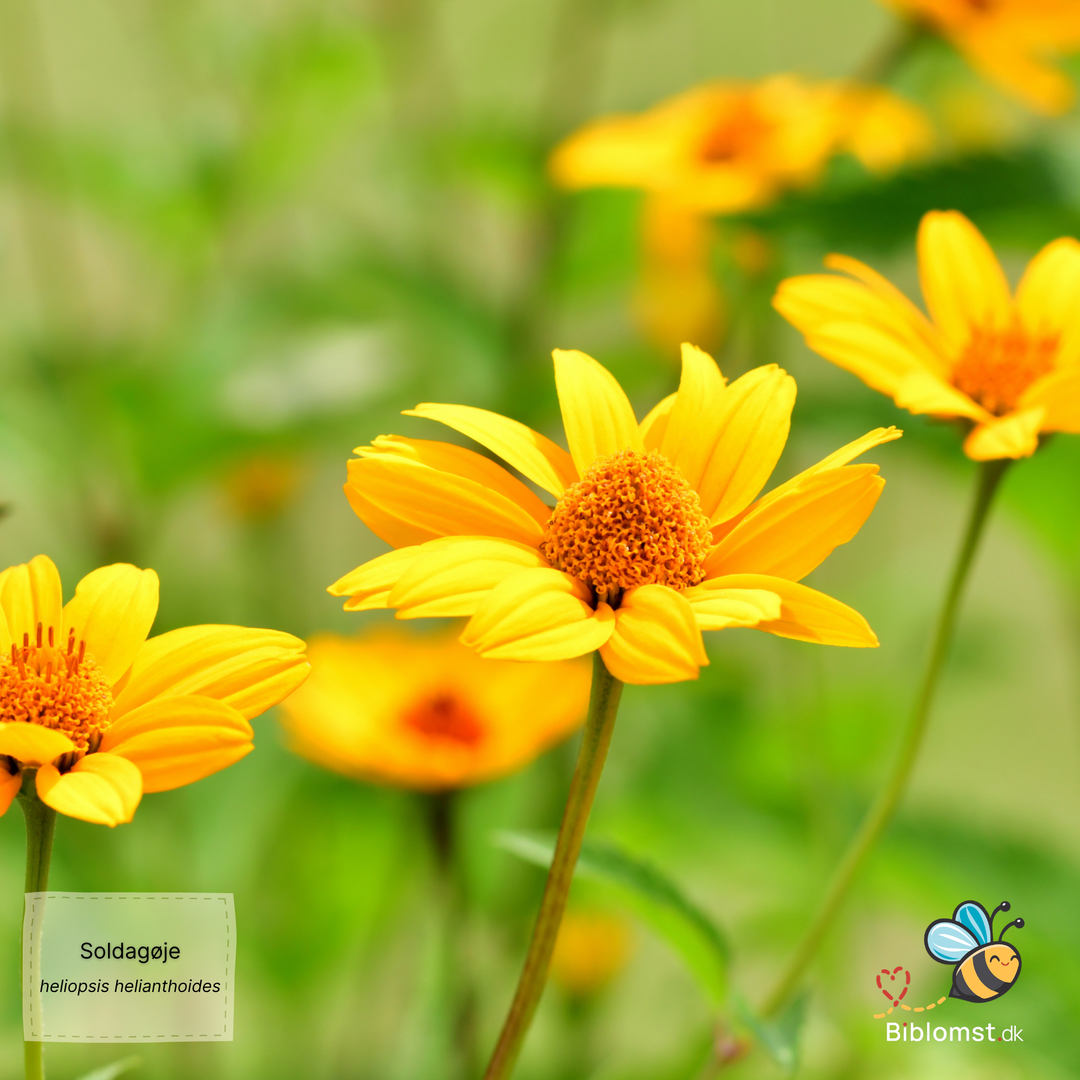 Soldagøje 'Sunburst' — Heliopsis helianthoides
