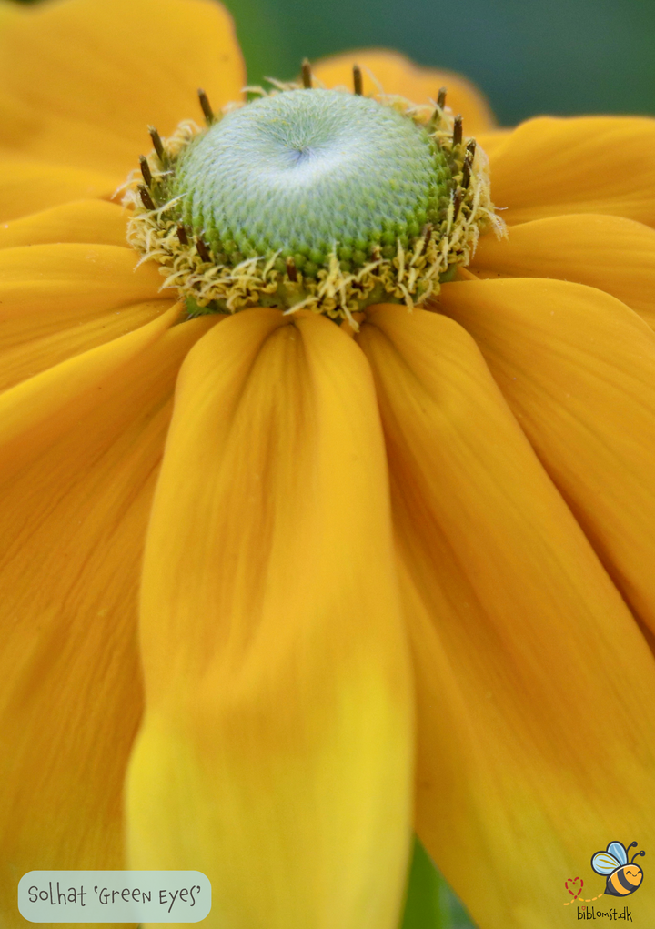 Solhat "Green Eyes" - rudbeckia hirta