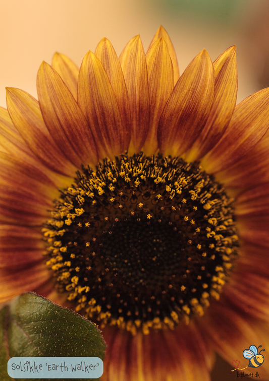 Solsikke - Helianthus annuus 'Earth Walker'